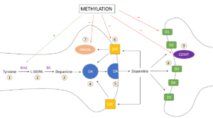 Neurotransmitters Part 1